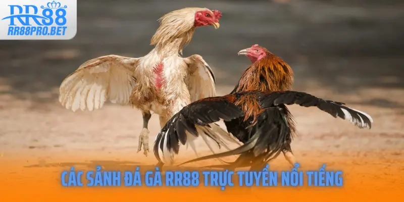 Các sảnh đá gà RR88 trực tuyến nổi tiếng